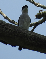 Hemipus hirundinaceus