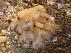 Aplousobranchia
