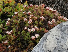 Crassula