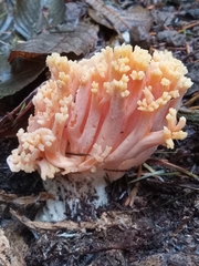 Ramaria formosa
