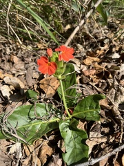 Crossandra greenstockii