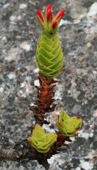 Crassula coccinea