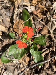 Crossandra greenstockii