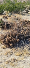Grusonia kunzei