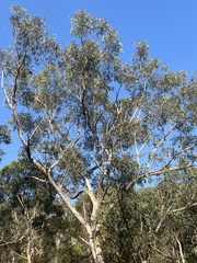 Eucalyptus piperita