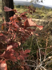 Berberis aquifolium