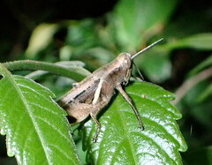 Stenocatantops angustifrons