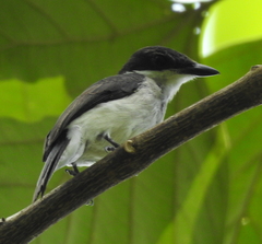 Hemipus hirundinaceus