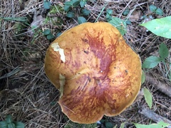 Boletus