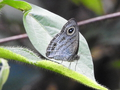 Ypthima baldus