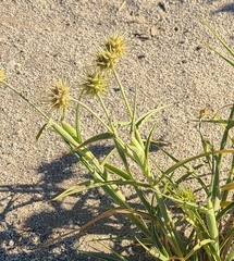 Cenchrus palmeri