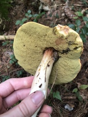 Boletus