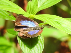 Arhopala abseus