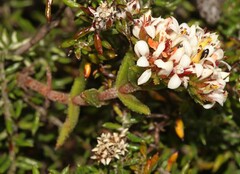 Crassula pruinosa