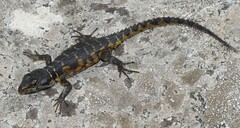 Pseudocordylus microlepidotus microlepidotus
