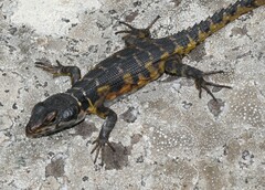 Pseudocordylus microlepidotus microlepidotus