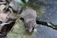 Antechinus subtropicus