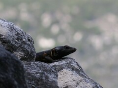 Pseudocordylus microlepidotus microlepidotus