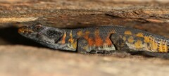 Pseudocordylus microlepidotus microlepidotus
