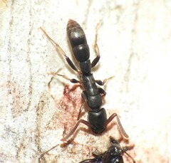 Platythyrea parallela