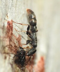 Platythyrea parallela