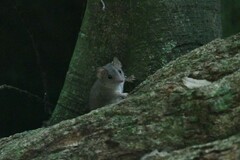 Antechinus subtropicus