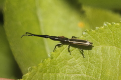 Brentus anchorago