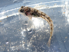 Bellapiscis lesleyae