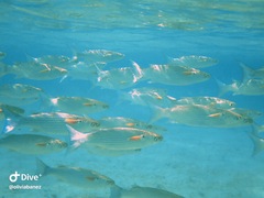 Crenimugil crenilabis