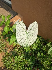 Caladium