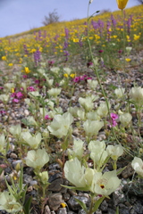 Mohavea confertiflora