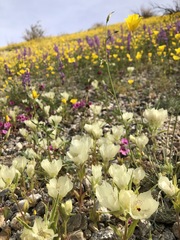 Mohavea confertiflora