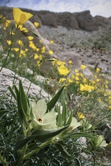 Mohavea confertiflora