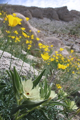 Mohavea confertiflora