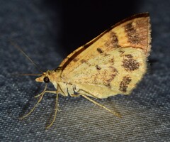 Chrysolarentia correlata