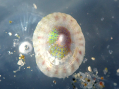 Asteracmea suteri