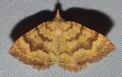 Chrysolarentia correlata