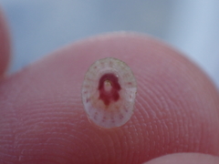 Asteracmea suteri