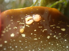 Anthessius navanacis