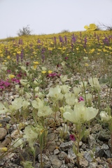 Mohavea confertiflora