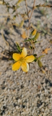 Mentzelia adhaerens