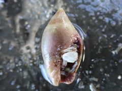 Amalda depressa