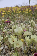 Mohavea confertiflora