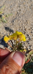 Eulobus