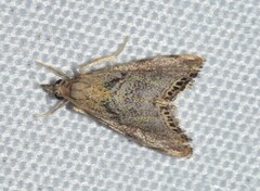 Glaucocharis dilatella