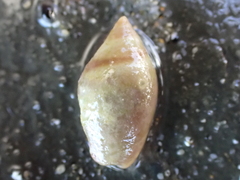 Amalda depressa