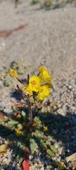 Eulobus