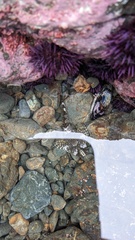 Clinocottus globiceps