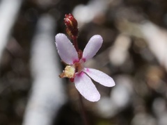 Stylidium pygmaeum