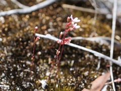 Stylidium pygmaeum